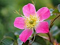 Rosa 'Carmenetta'