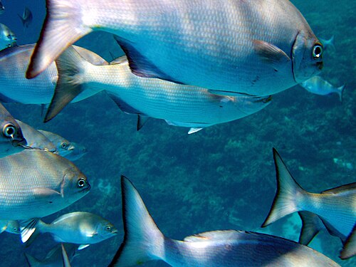 School of sea chubs