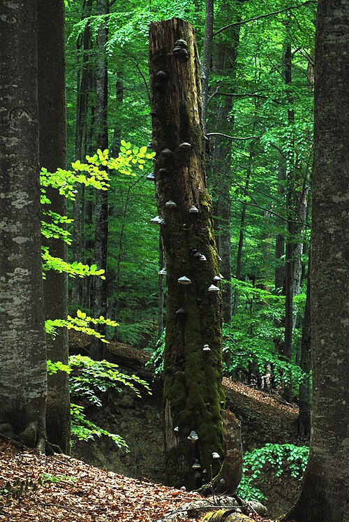 File:Stehendes Totholz DSC 2036.jpg