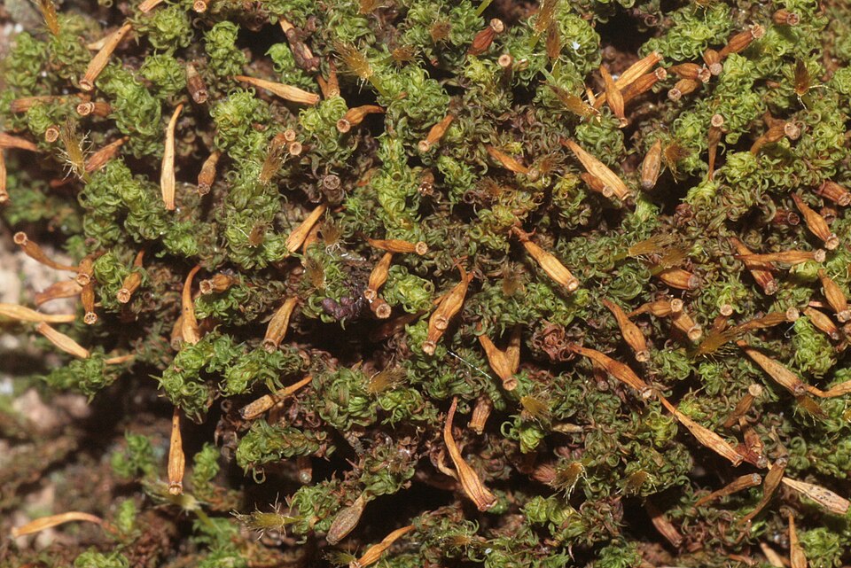 File:Ulota crispa (h, 144647-474823) 3560.JPG