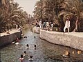 Young men swimming in Al-Awamiyah – a favorite local pastime