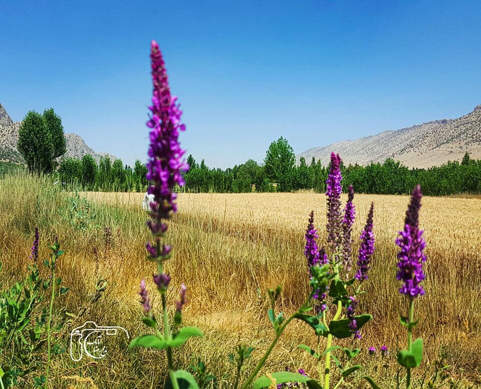 File:گندمزار دشتروم.jpg
