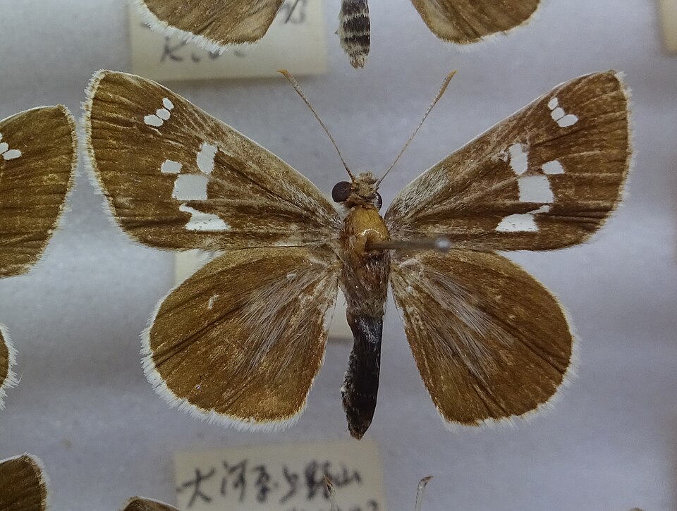 File:460-Isoteinon lamprospilus.JPG