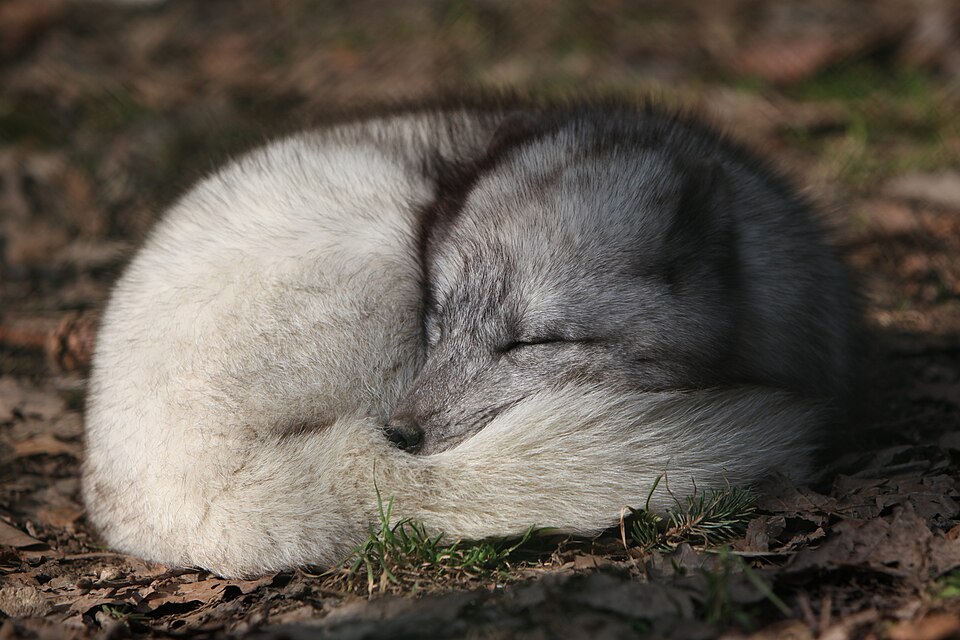 File:Alopex lagopus IMG 9019.JPG
