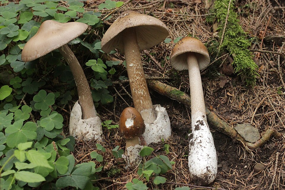 File:Amanita submembranacea (36780346193).jpg