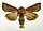 Stub icon