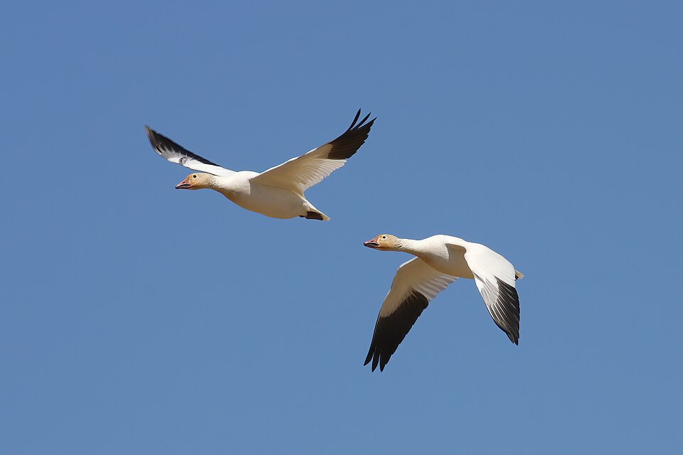 File:Anser caerulescens CT8.jpg