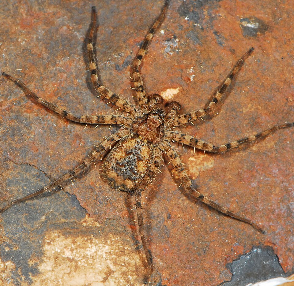 File:Anyphops lawrencei 300884858 542163299.jpg