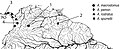 Thumbnail for version as of 02:48, 15 November 2025