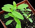 Young plants