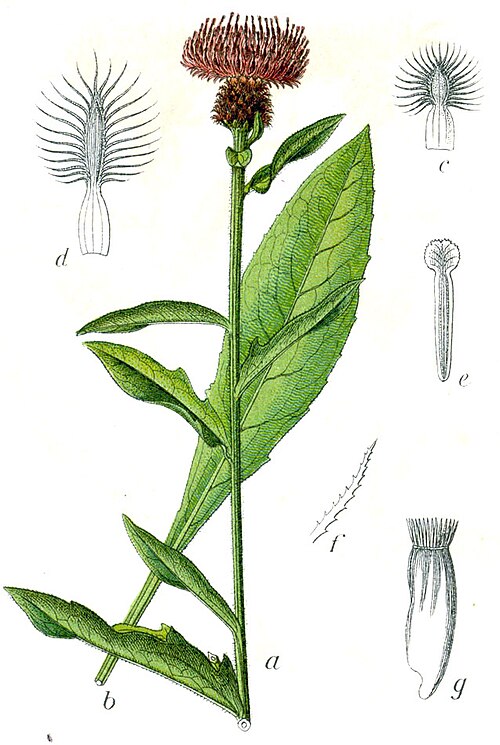 File:Centaurea nigra Sturm24.jpg
