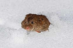 Brown vole
