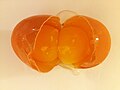 Double-yolk egg - Opened