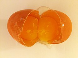 Double-yolk egg -  Opened