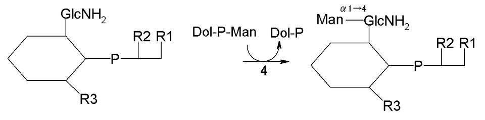 4: 4-Mannosyltransferase (MT-I; PIGV + PIGM + PIGX, EC 2.4.1.-)
