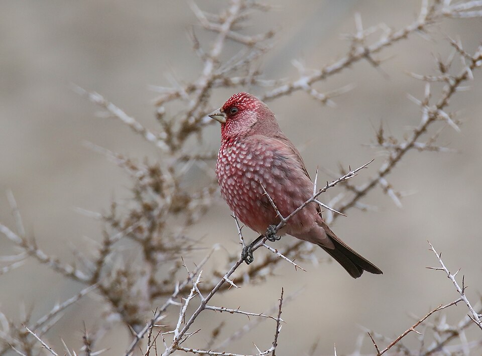 File:Great Rosefinch (Carpodacus rubicilla) (28311028287).jpg