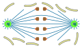 open  orthomitosis