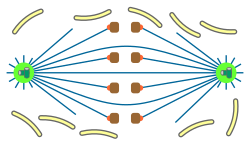 File:Mitosis classification open orthomitoses.svg