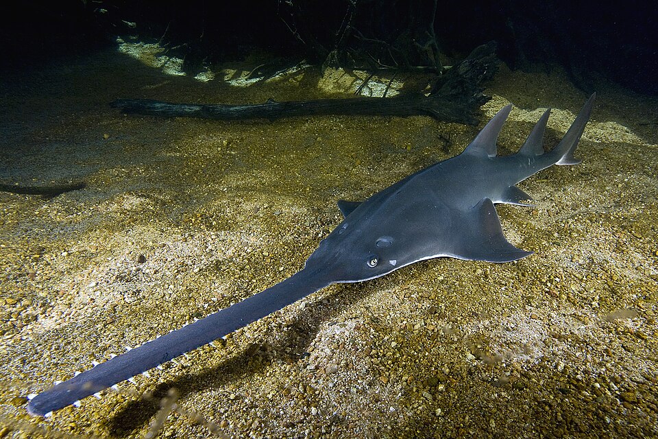 File:Pristis pristis townsville.jpg