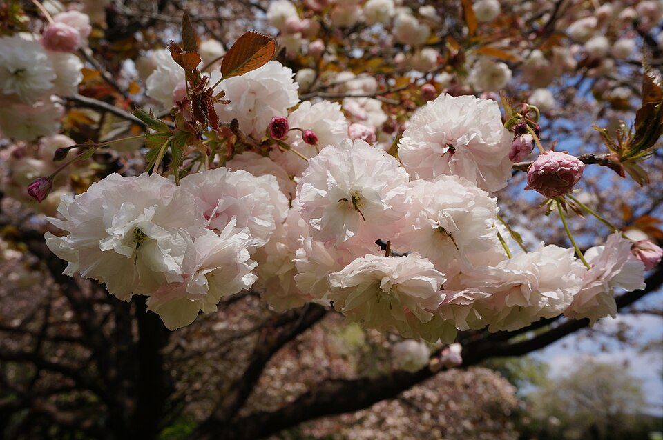 File:Prunus 'Fugenzo' フゲンゾウ 1.jpg