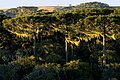 Thumbnail for version as of 13:34, 8 June 2017