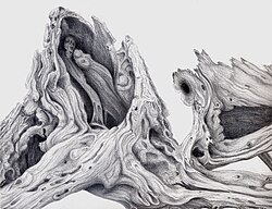 The Weathered Cedar, silverpoint, Jeannine Cook. Collection of the British Museum, London, England.