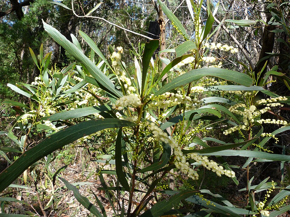 File:Acacia obtusifolia (5389497993).jpg