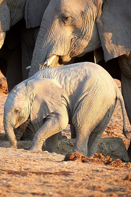 File:African Elephant Baby Protected 2019-07-23.jpg