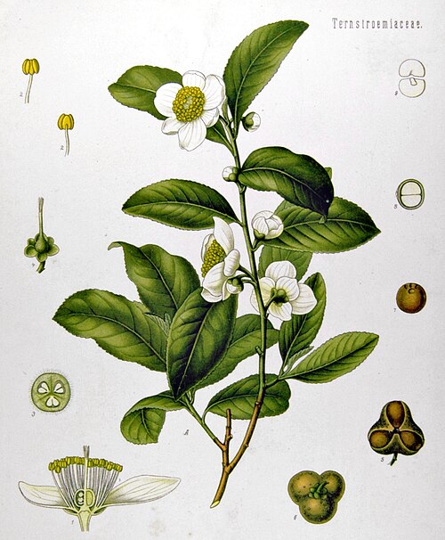 File:Camellia sinensis - Köhler–s Medizinal-Pflanzen-025.jpg