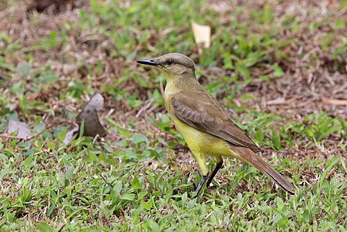 Cattle tyrant Machetornis rixosa flavigularis Panama