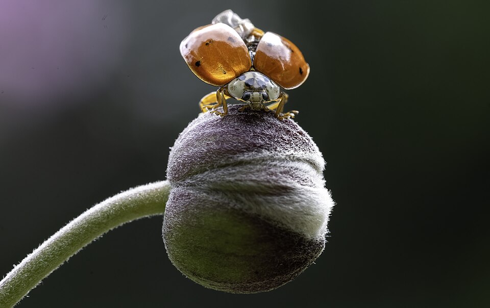 File:Coccinella in Parc du Bois-de-Coulonge.jpg