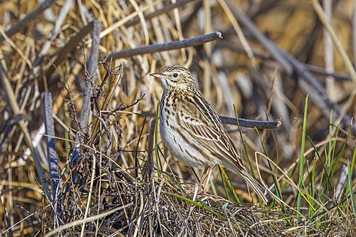 Correndera pipit Anthus correndera chilensis Argentina