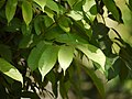sapling