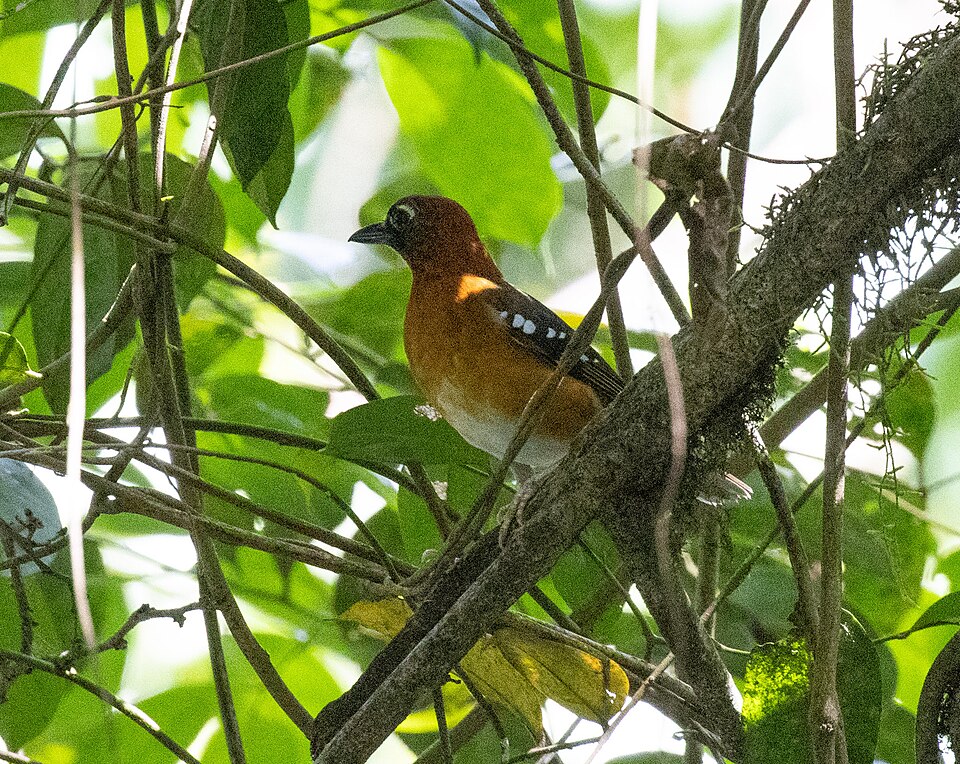 File:Geokichla crossleyi - avocat - 657380269.jpeg