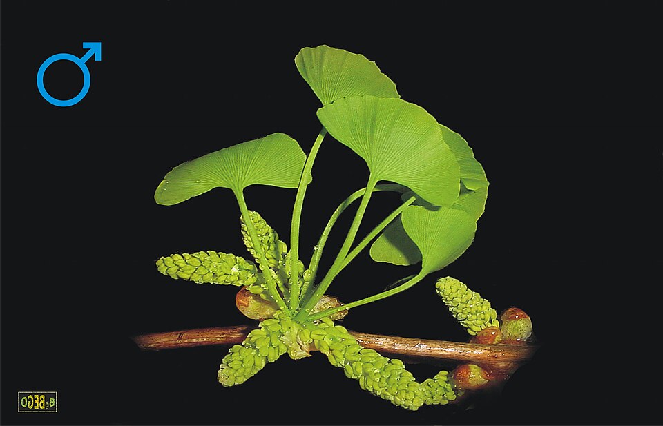 File:Ginkgo biloba male flower.jpg