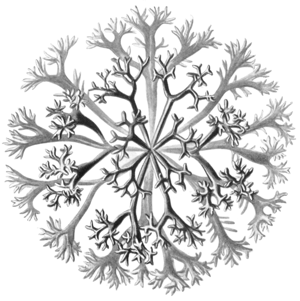 File:Haeckel Florideae Chondrus crispus.png