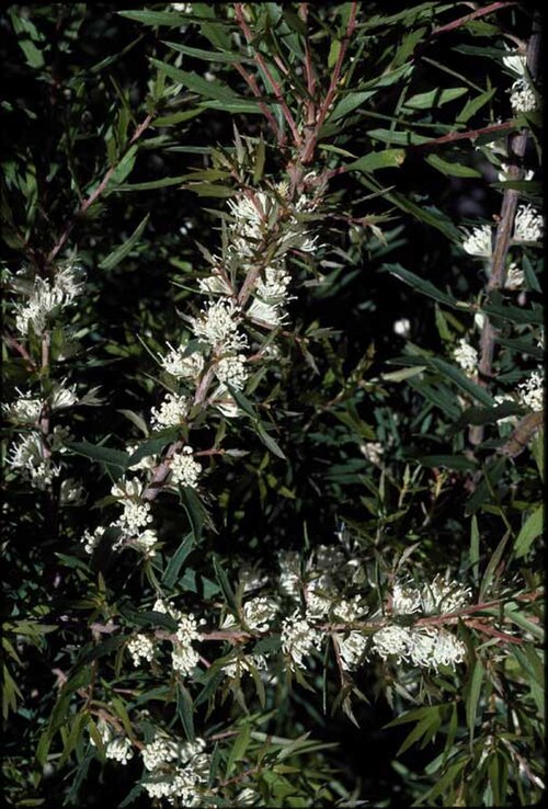File:Hakea florida.jpg