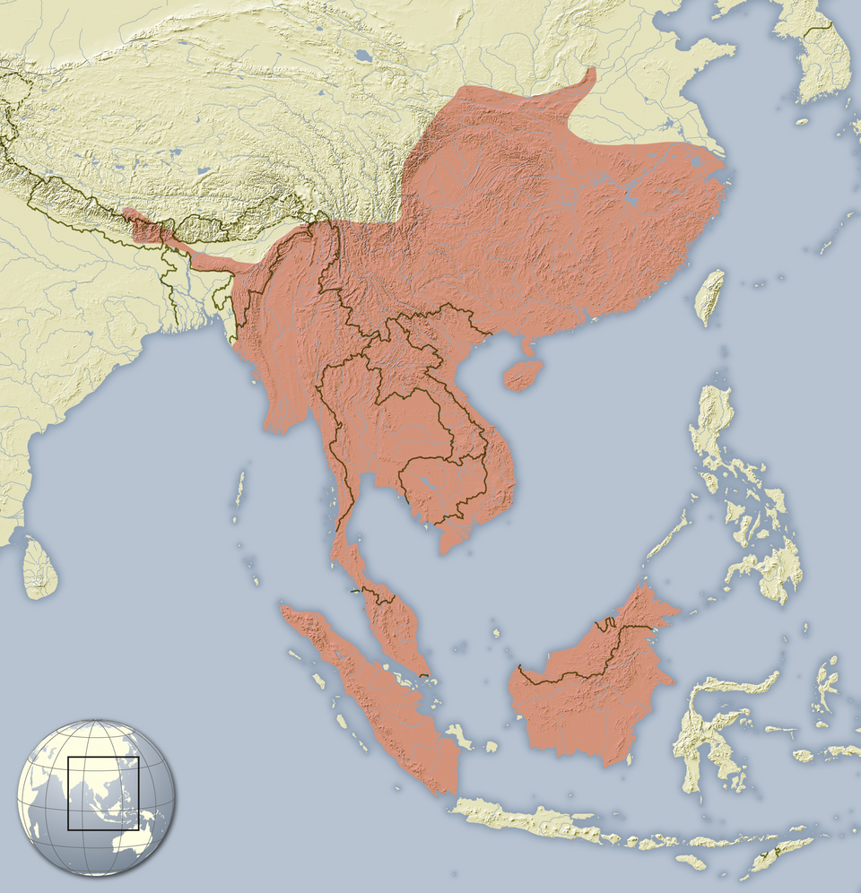 File:Hystrix brachyura distribution map.png