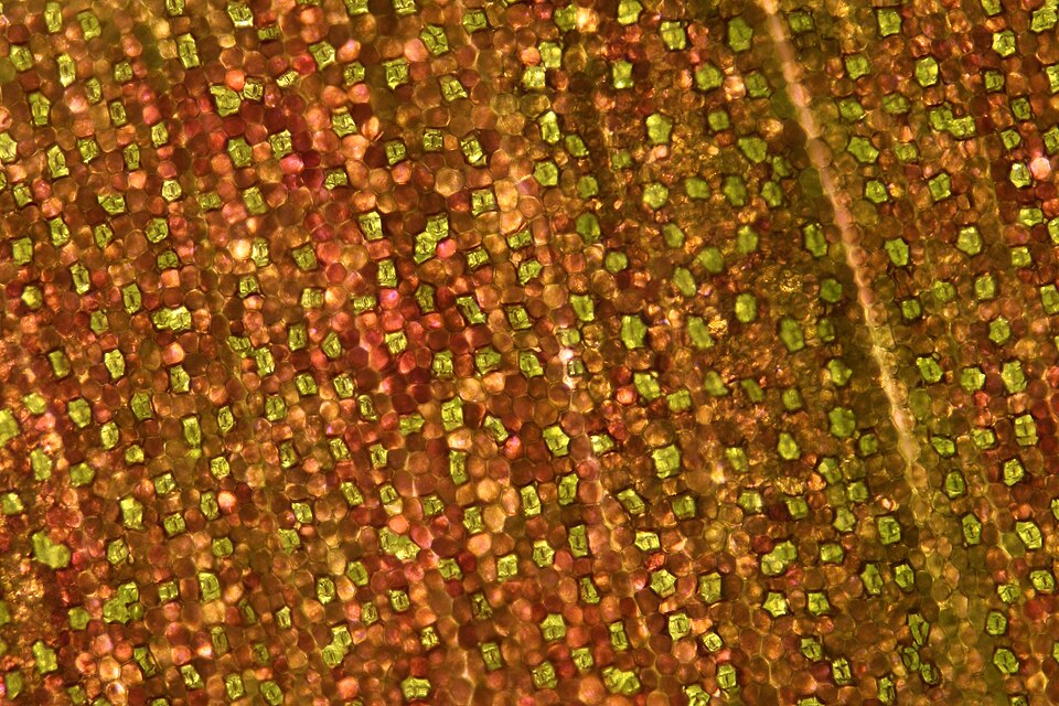 File:LeafUndersideWithStomata.jpg