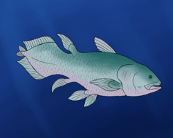Megalocoelacanthus dobei