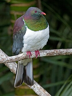 New Zealand pigeon Hemiphaga novaeseelandiae New Zealand
