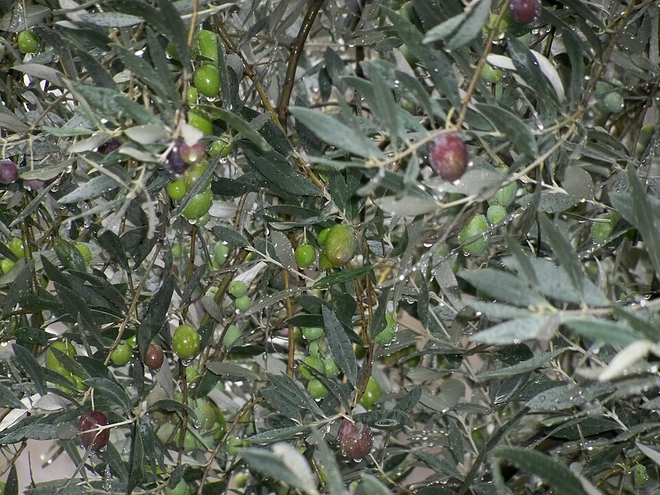 File:Olives tanches 3.JPG