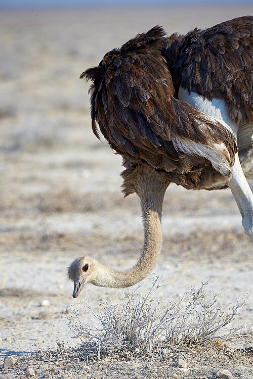 File:Ostrich Watching Camera 2019-07-24.jpg