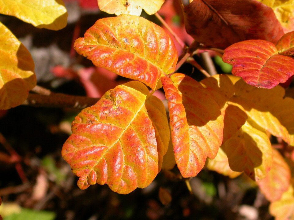File:Pacific-Poison-Oak.jpg
