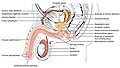 Diagram which depicts the membranous urethra and the spongy urethra of a male