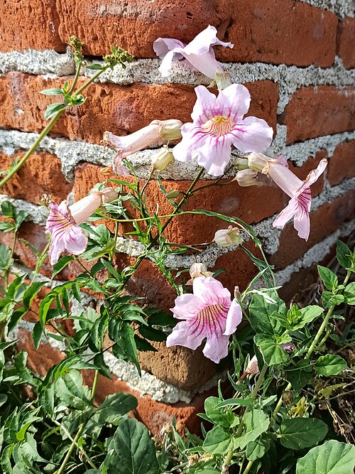 File:Podranea ricasoliana (Bignoniaceae).jpg