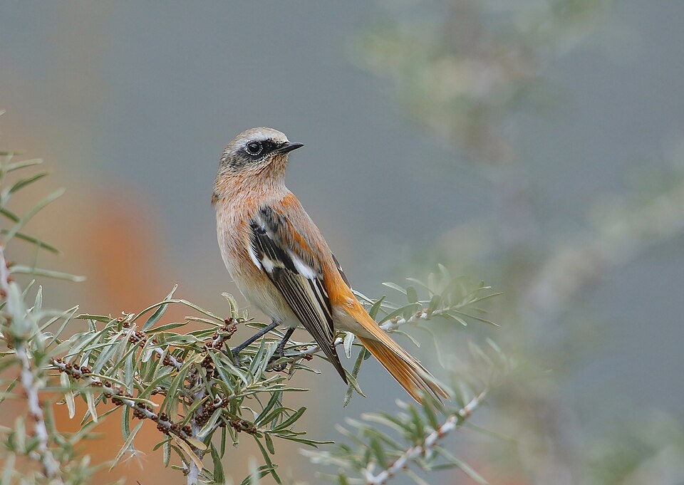 File:Rufous-backed Redstart (Phoenicurus erythronotus) (49662837138).jpg