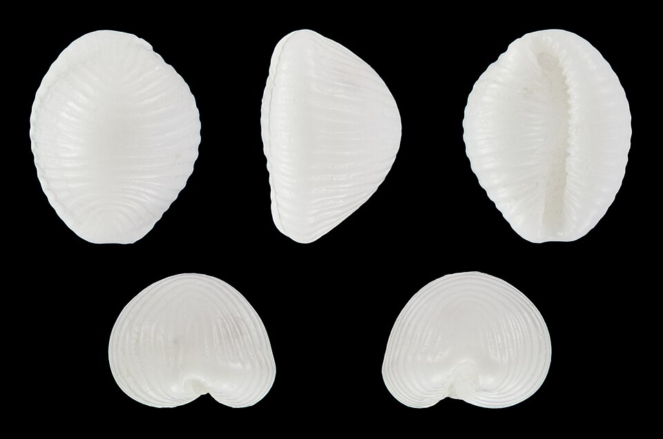 File:Trivia candidula 01.JPG