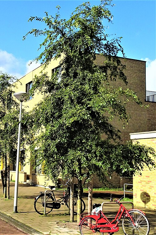 File:Ulmus Rebella (Amsterdam Johannes Hilverdinkstraat).jpg