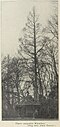 A comparatively level-branched tree labelled 'Wheatleyi', Holland, 1912